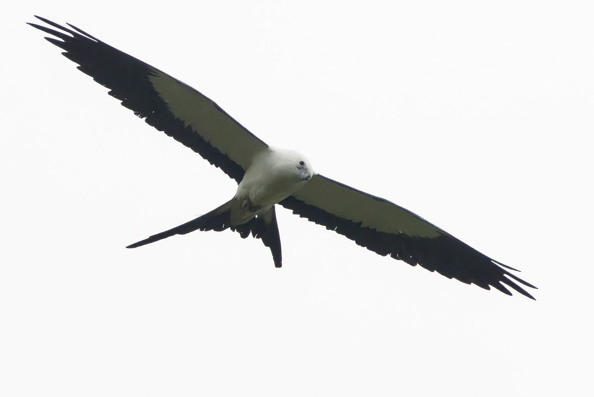 Swallow-tailed Kite - Joachim Bertrands