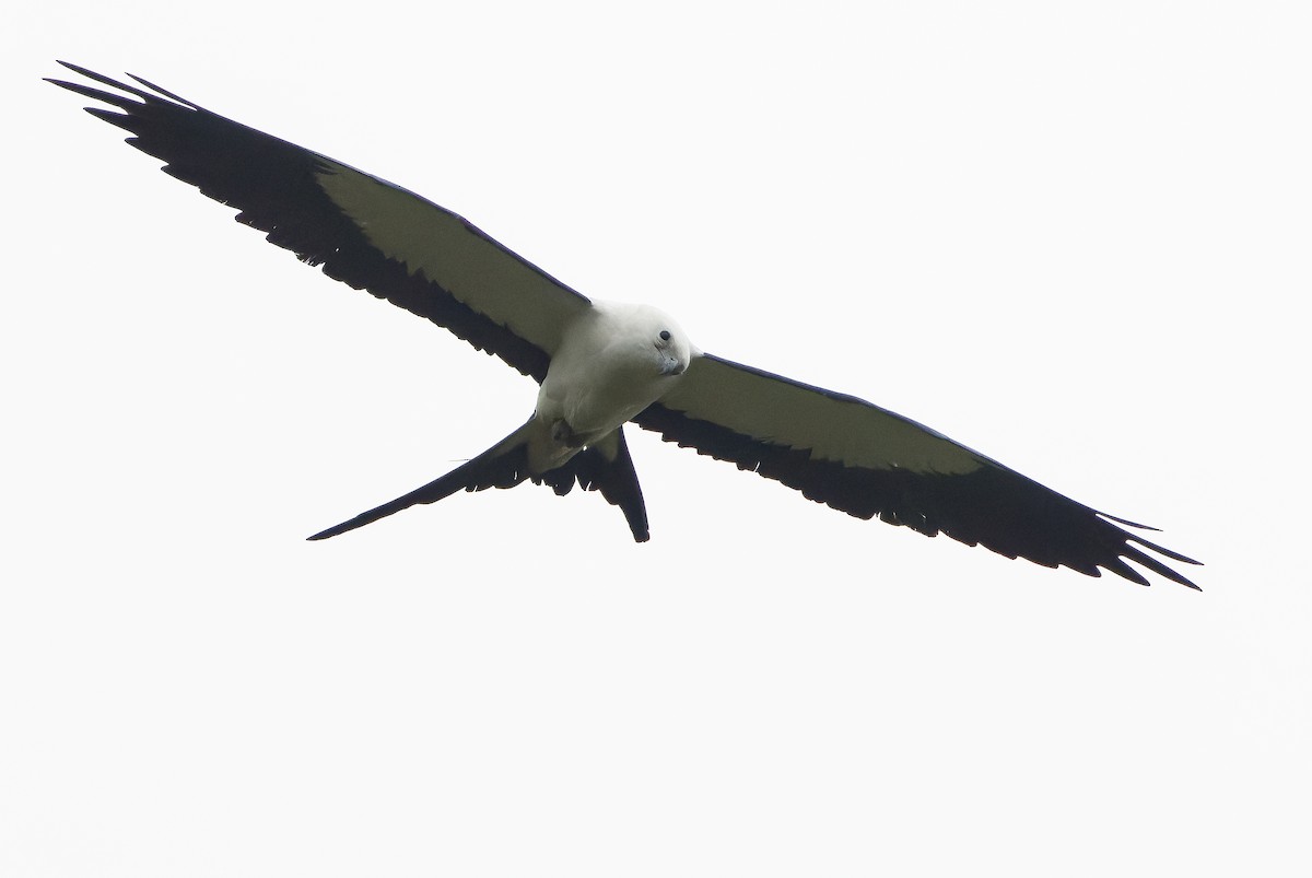 Swallow-tailed Kite - ML616238370