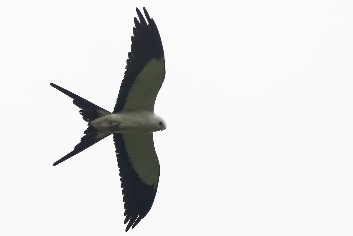Swallow-tailed Kite - ML616238371