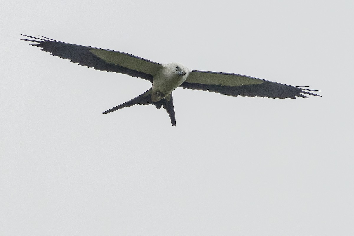 Swallow-tailed Kite - ML616238372