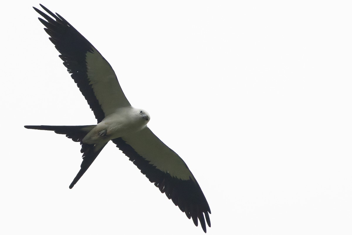 Swallow-tailed Kite - ML616238373