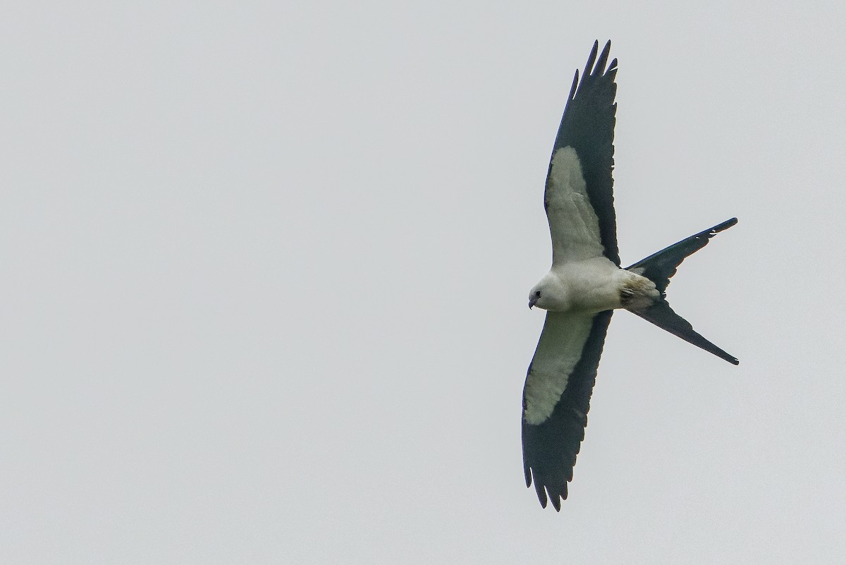 Swallow-tailed Kite - ML616238374