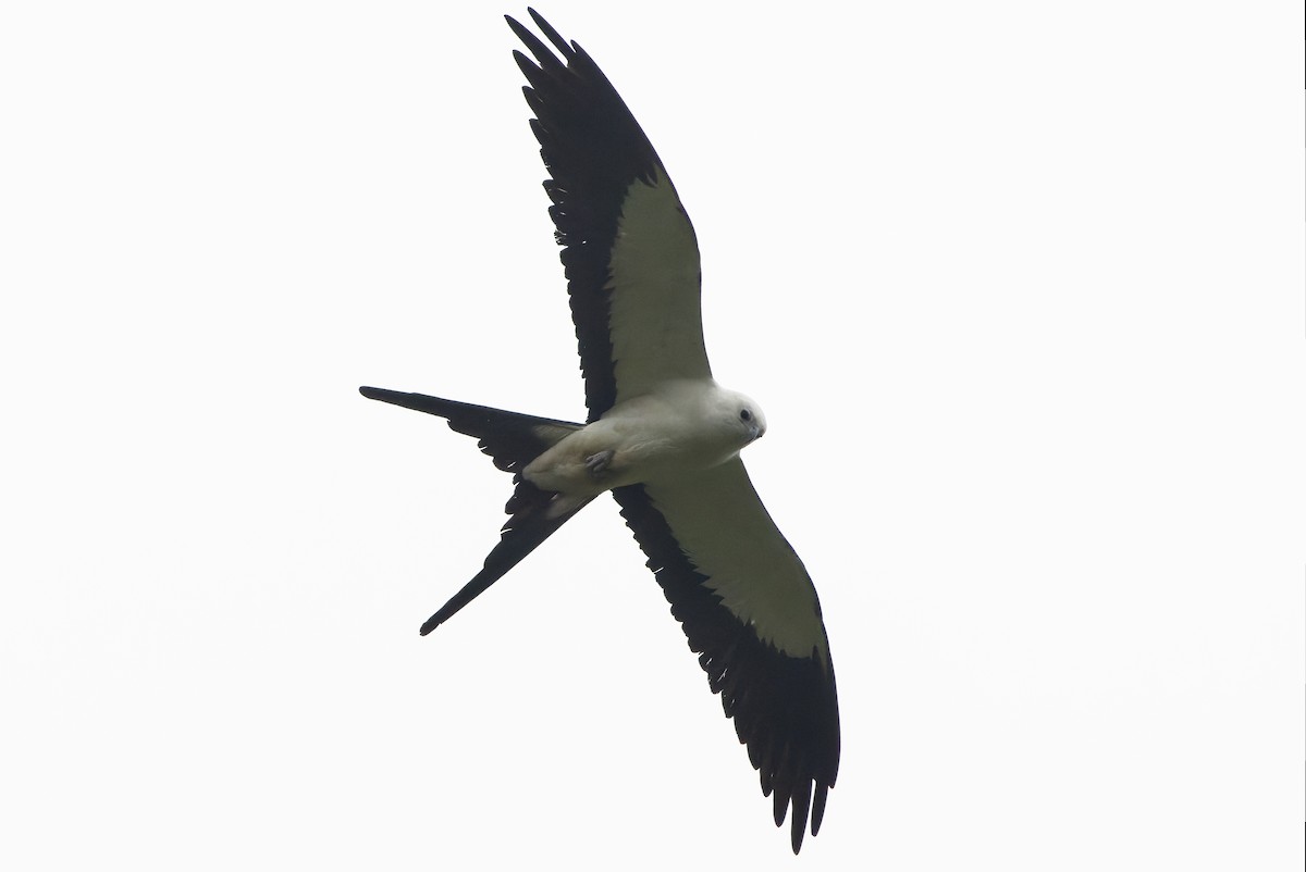 Swallow-tailed Kite - ML616238375