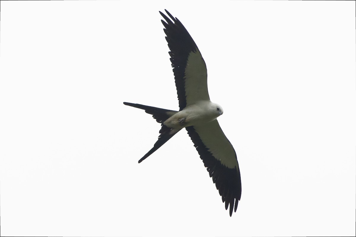 Swallow-tailed Kite - ML616238376