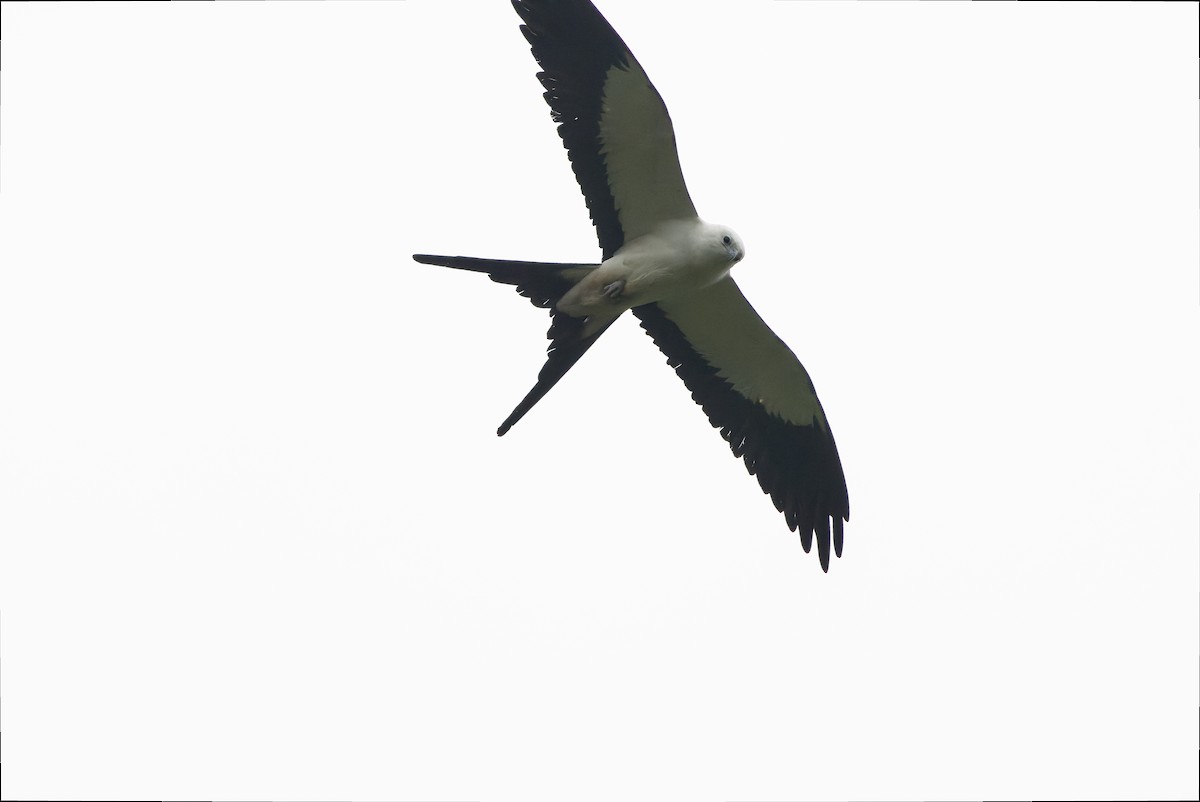 Swallow-tailed Kite - ML616238377