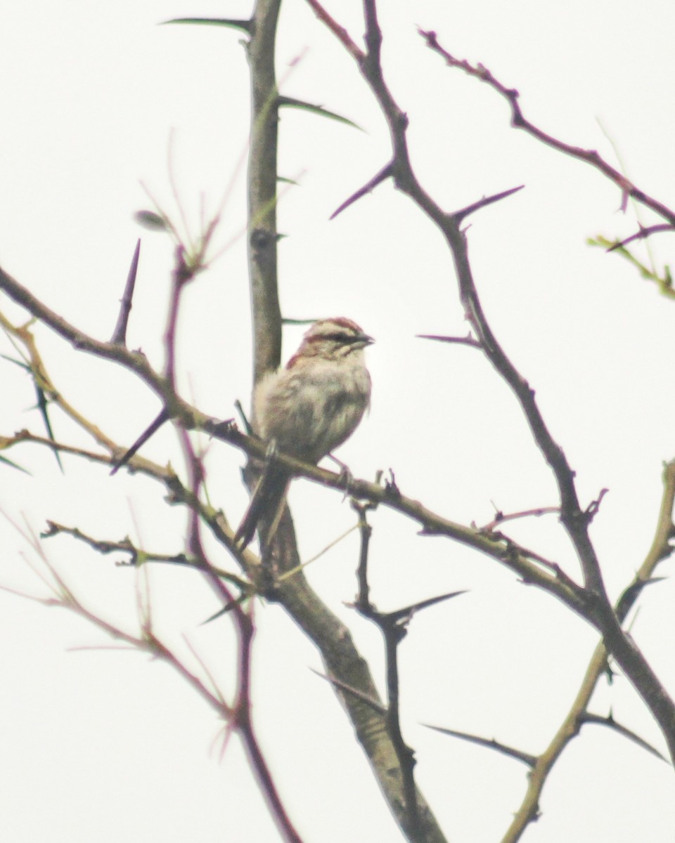 Chaco Sparrow - ML616238656