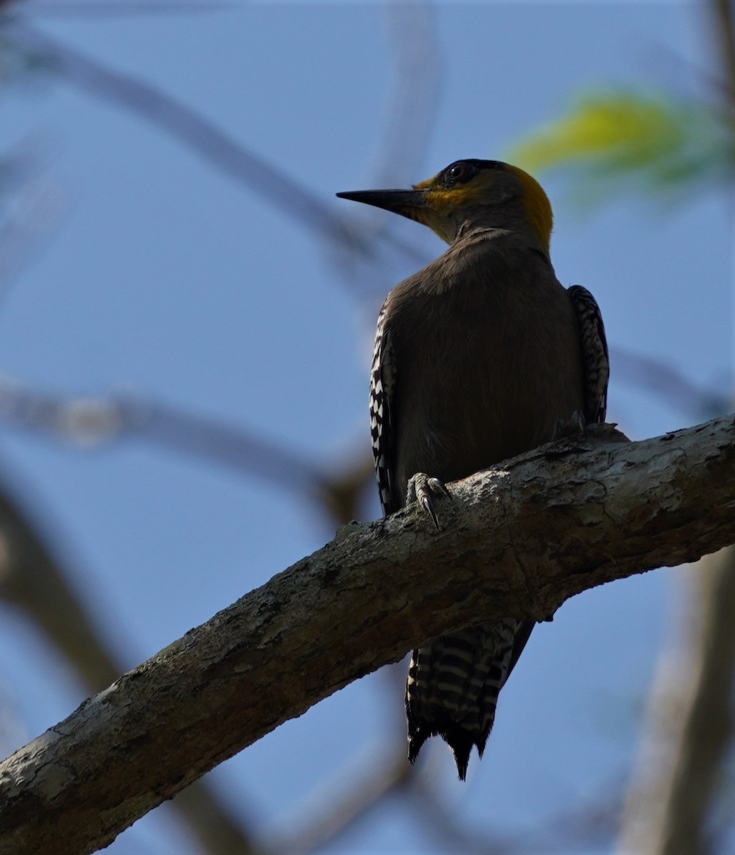 Golden-cheeked Woodpecker - ML616238832