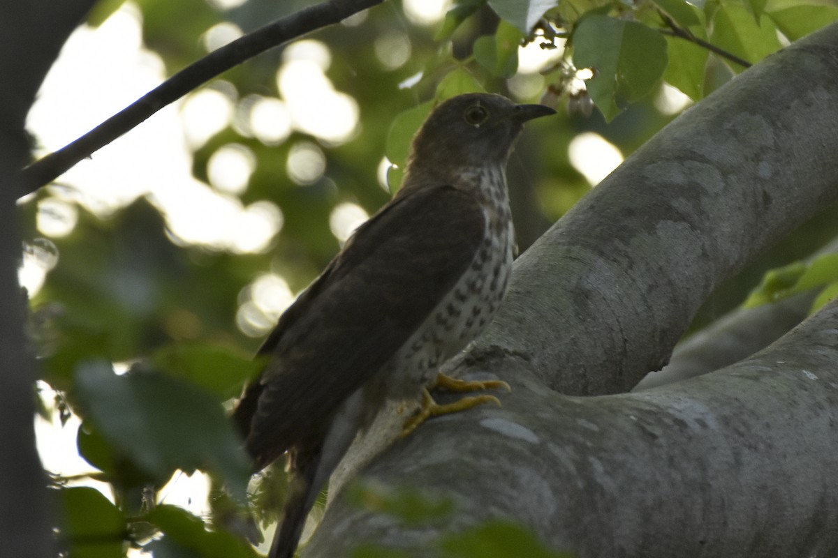 Common Hawk-Cuckoo - Sabarish  D