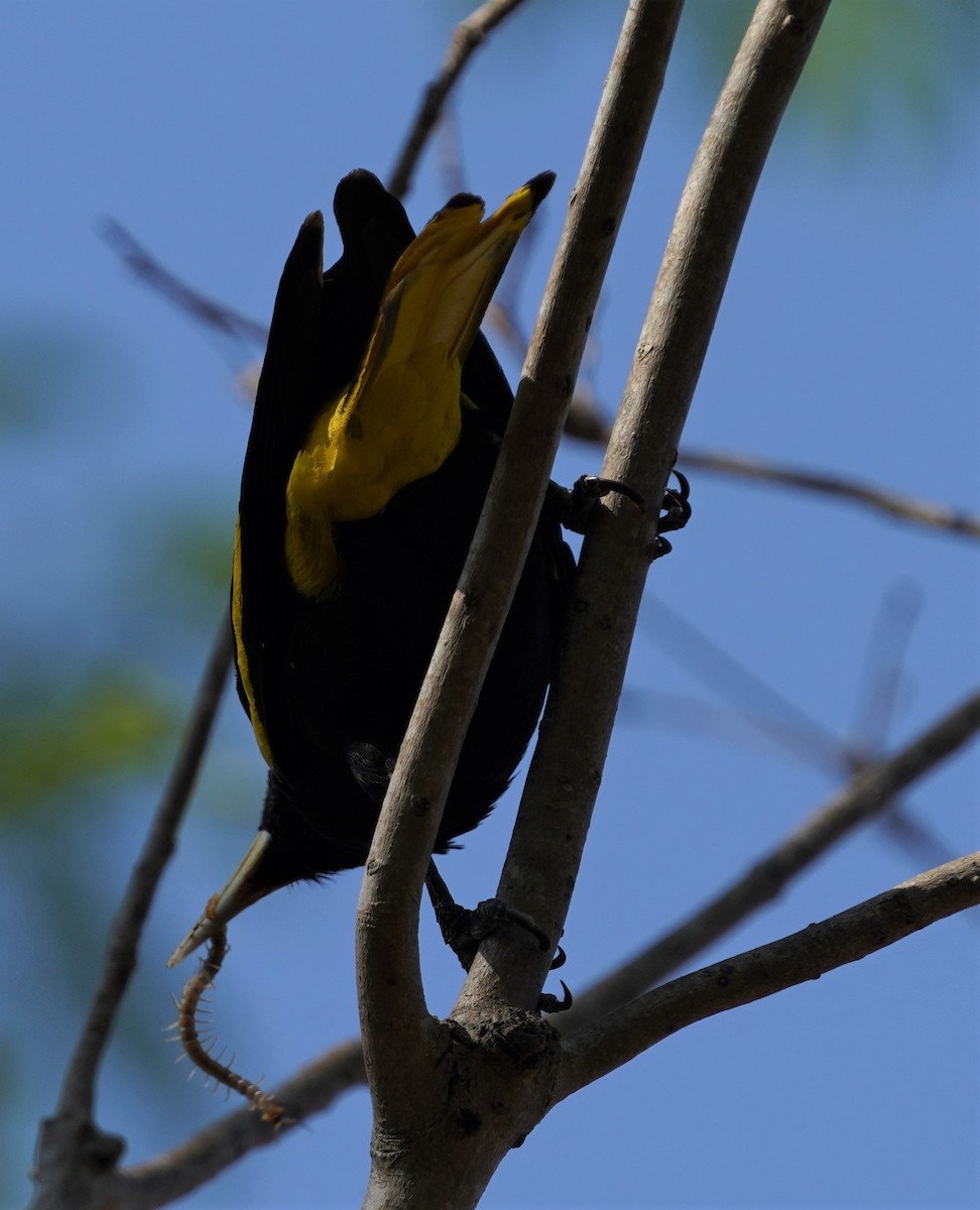Yellow-winged Cacique - ML616238887