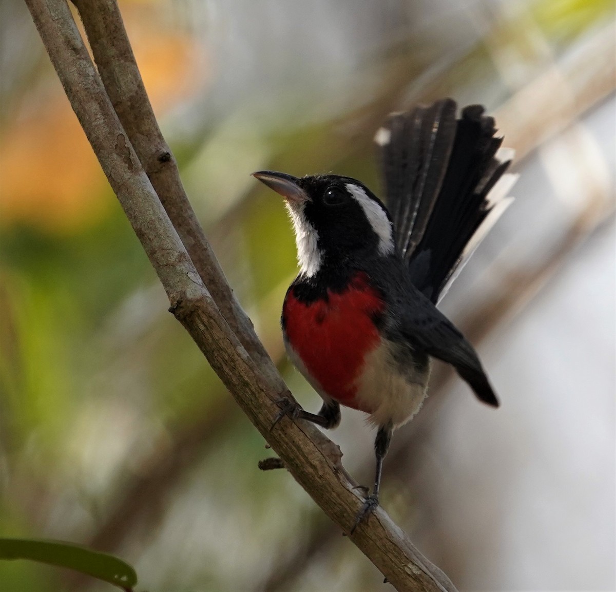 Red-breasted Chat - ML616238929