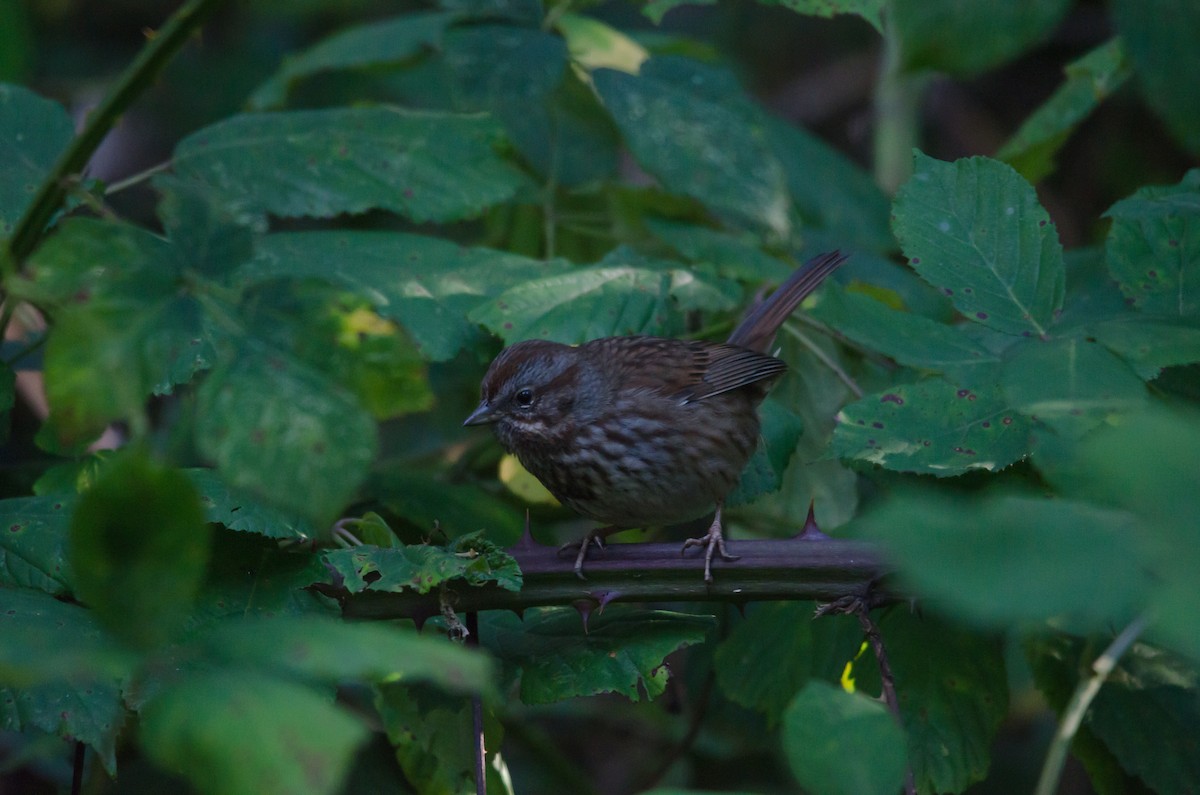 Song Sparrow (montana/merrilli) - ML616239160