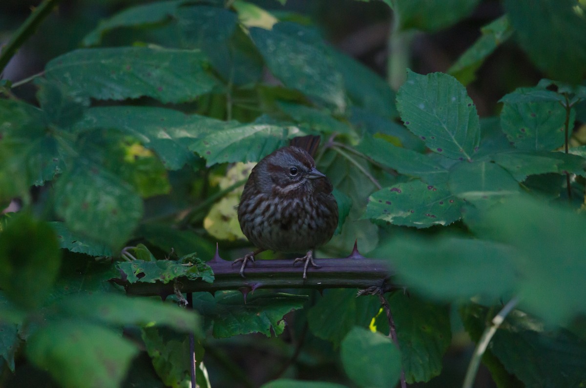 Song Sparrow (montana/merrilli) - ML616239161