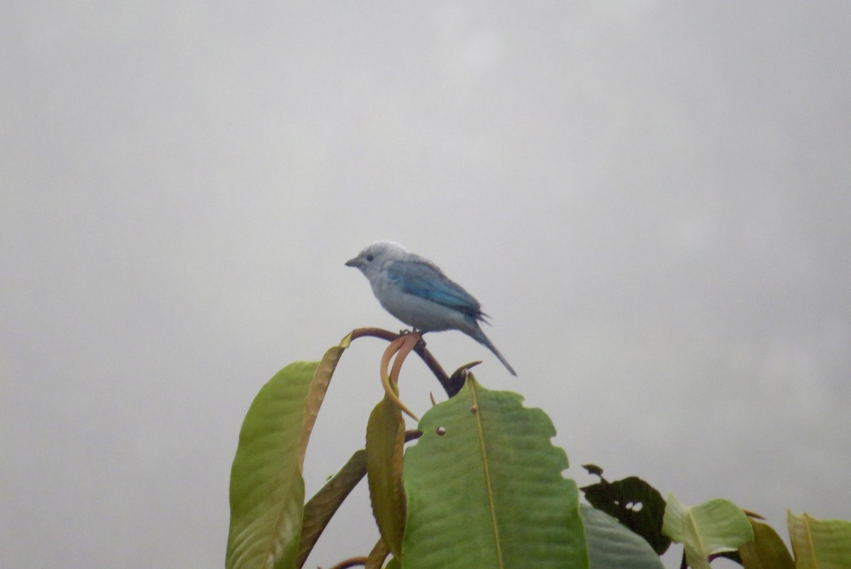 Blue-gray Tanager (Blue-gray) - ML616239322