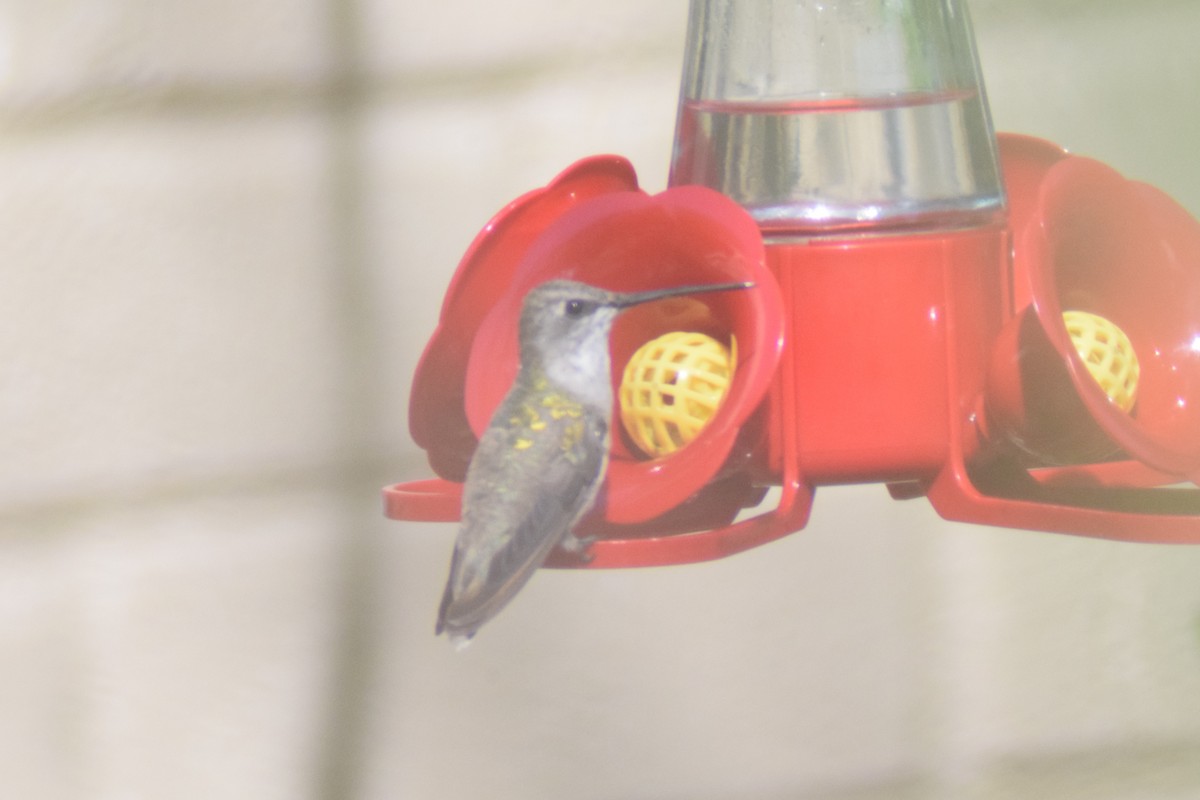 Black-chinned Hummingbird - ML616239410