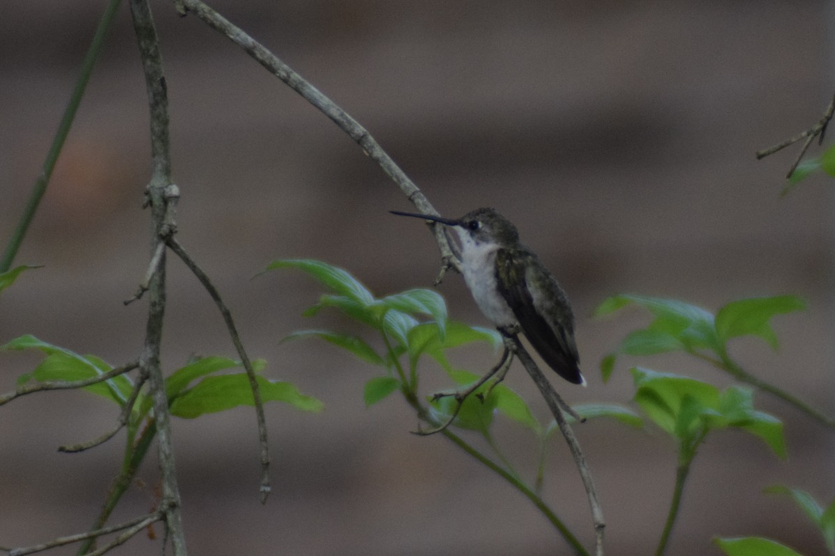 Black-chinned Hummingbird - ML616239411