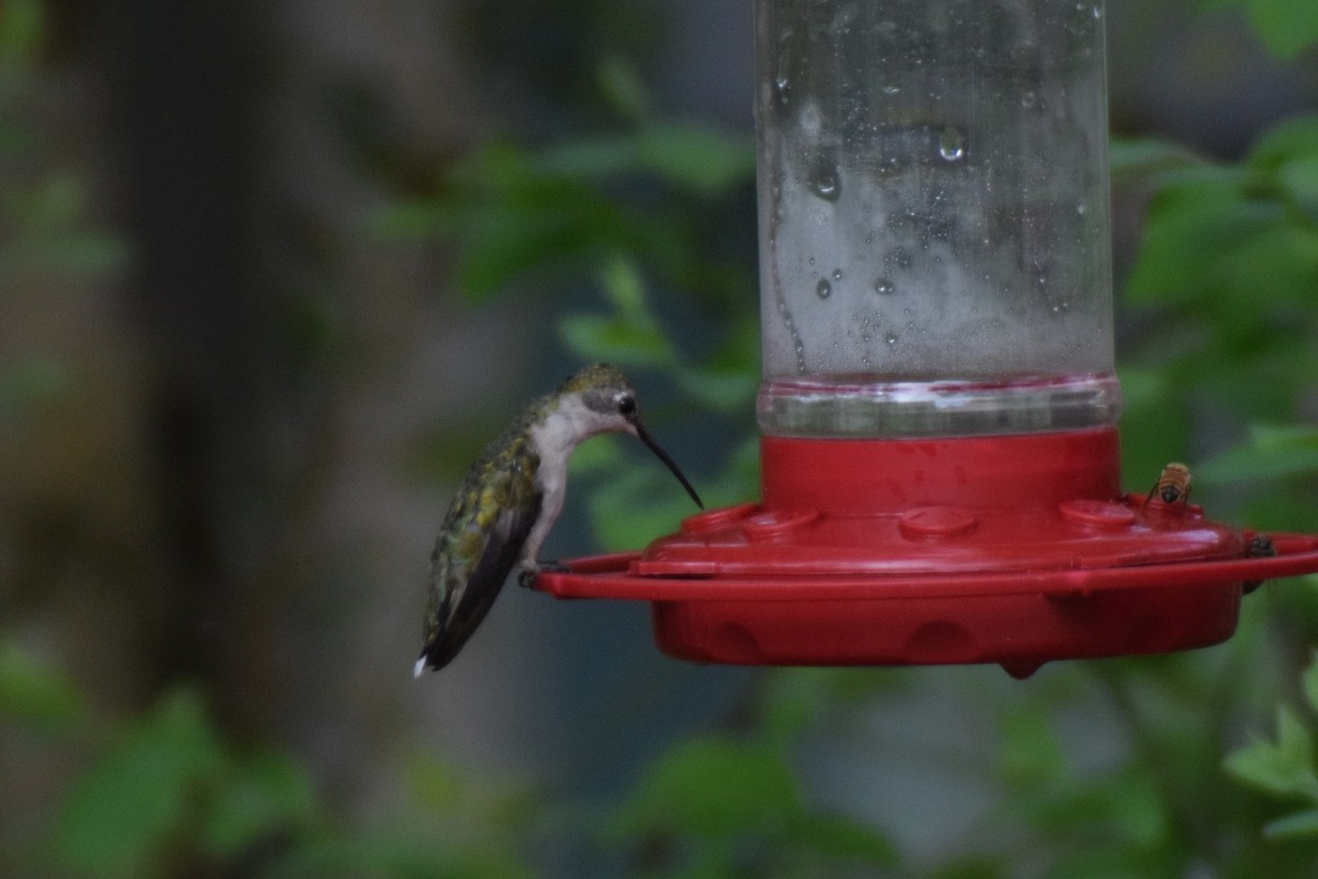 Black-chinned Hummingbird - ML616239412