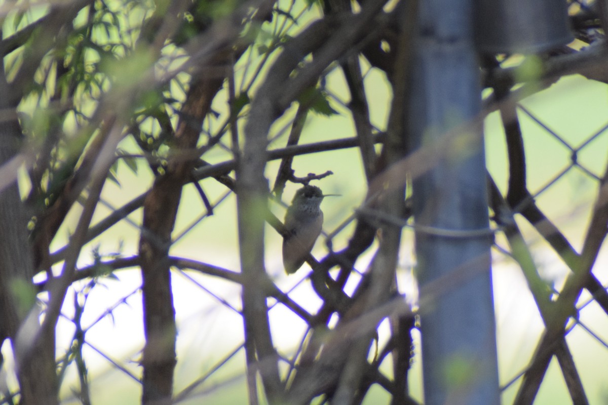 Calliope Hummingbird - ML616239415
