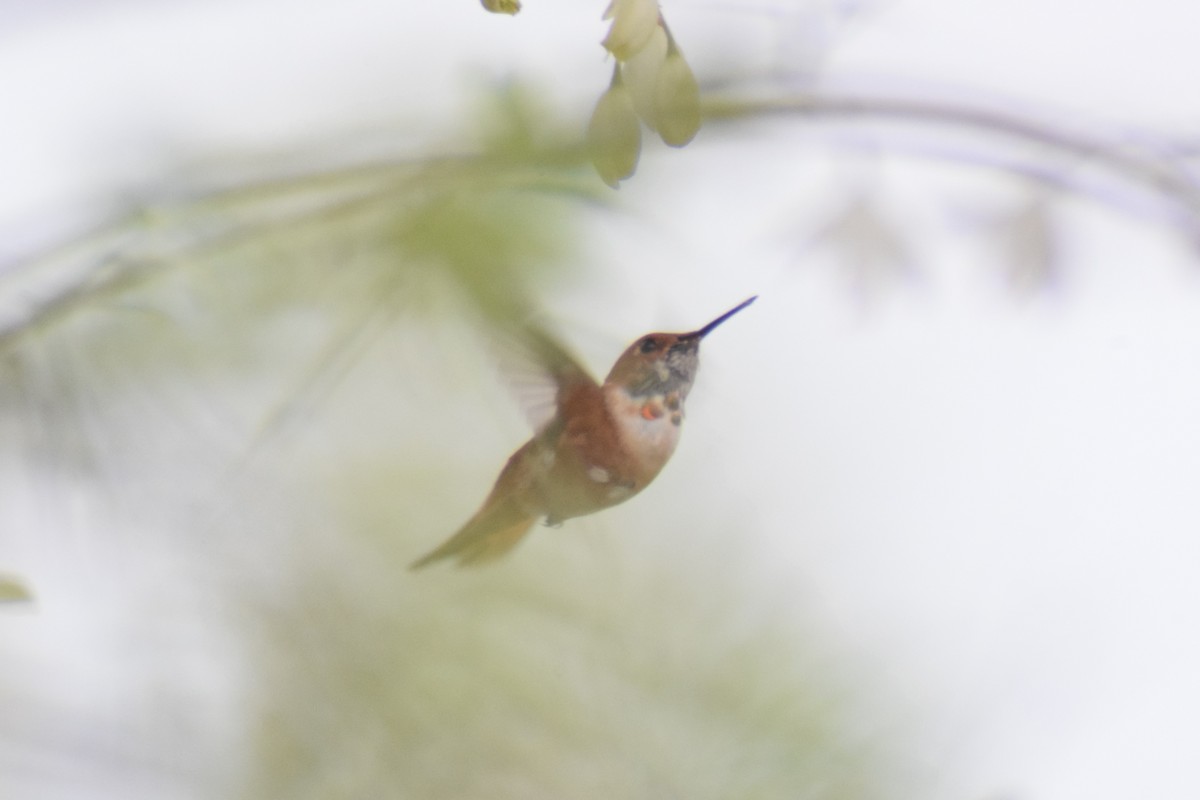 Rufous Hummingbird - ML616239418