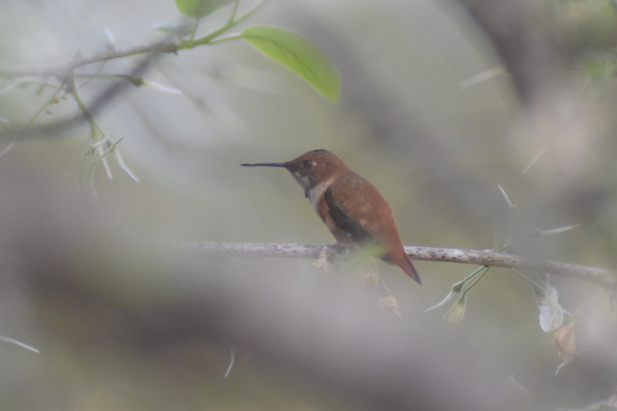 Rufous Hummingbird - ML616239419