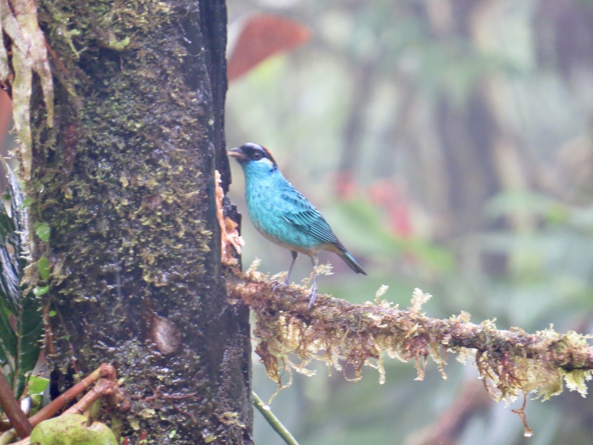 Golden-naped Tanager (Golden-naped) - ML616239438