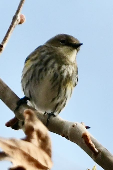 Yellow-rumped Warbler (Myrtle) - ML616239458