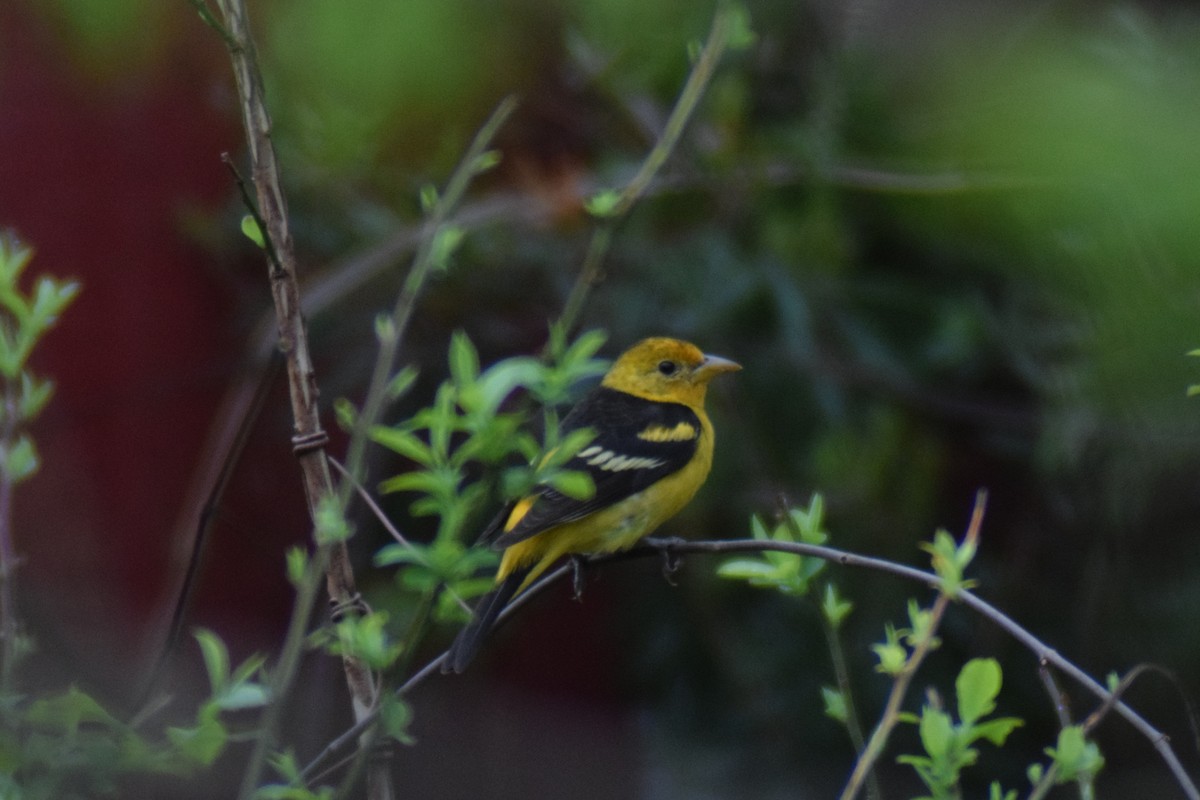 Western Tanager - ML616239466