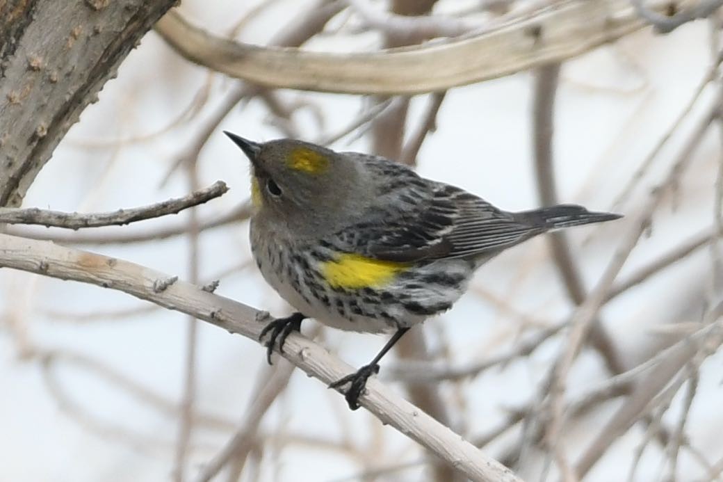 Yellow-rumped Warbler (Audubon's) - Arthur  Davenport