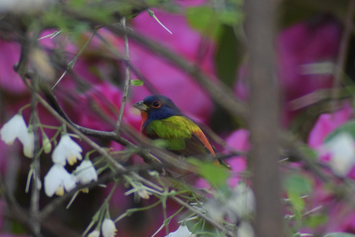 Painted Bunting - ML616239476