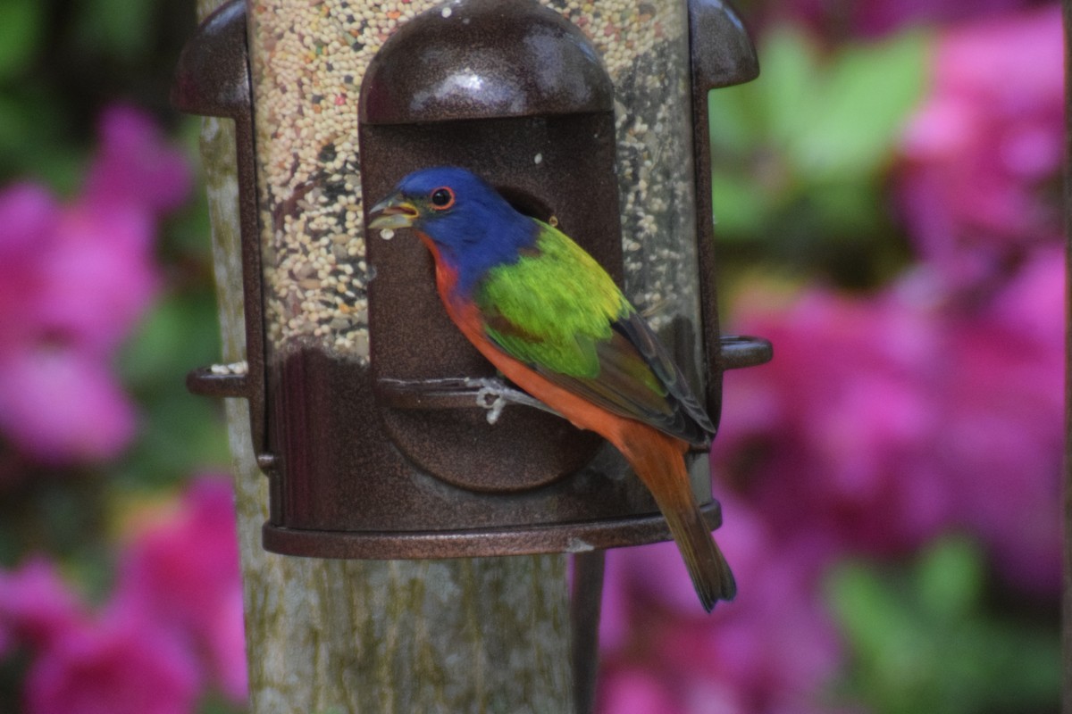 Painted Bunting - ML616239477