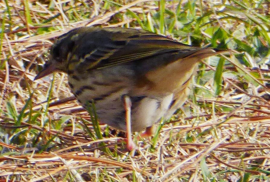 Olive-backed Pipit - ML616239549