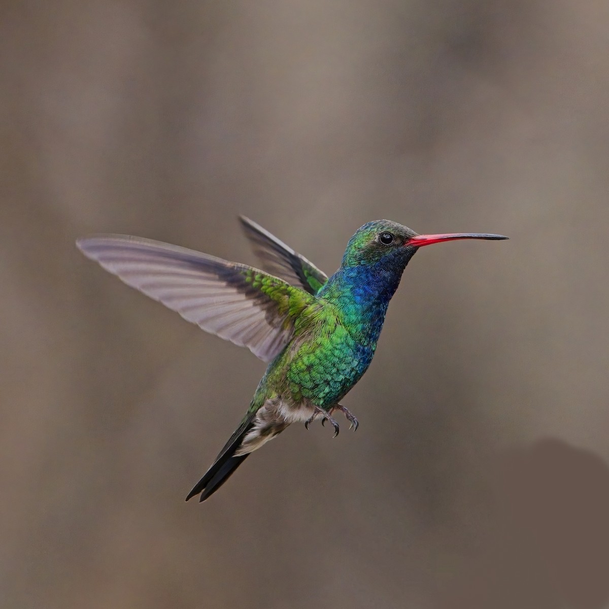 Broad-billed Hummingbird - ML616239604