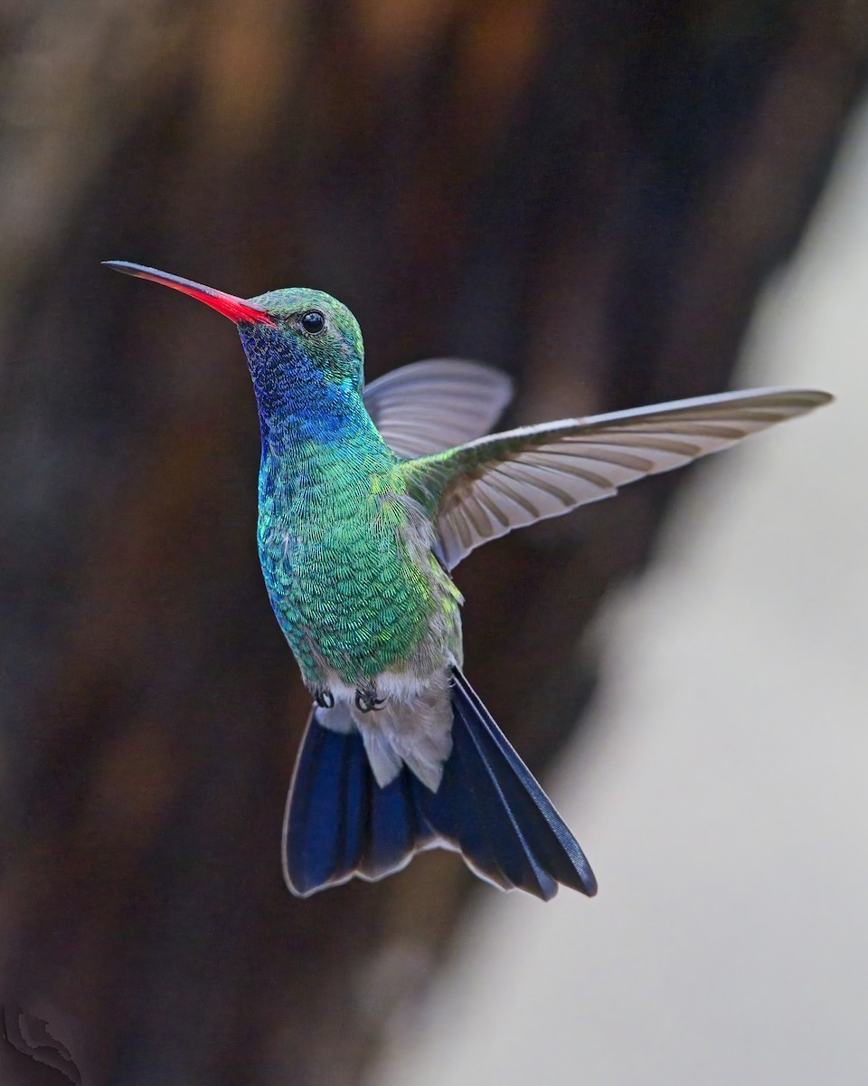 Broad-billed Hummingbird - ML616239606