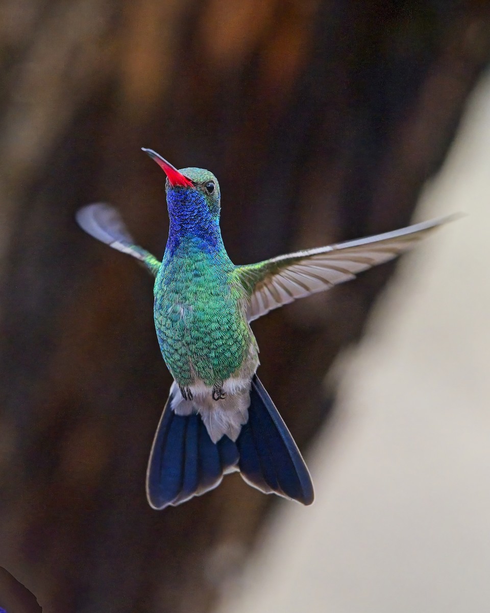Broad-billed Hummingbird - James Moodie