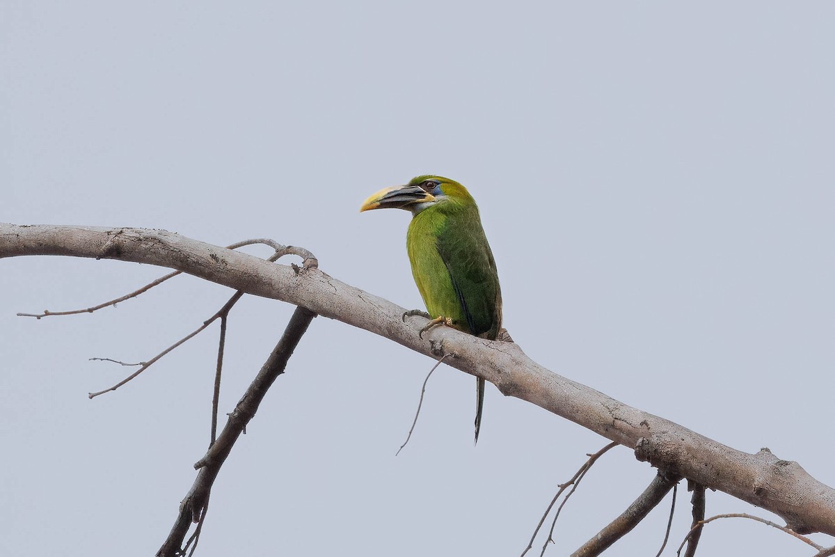 Groove-billed Toucanet (Yellow-billed) - ML616239637