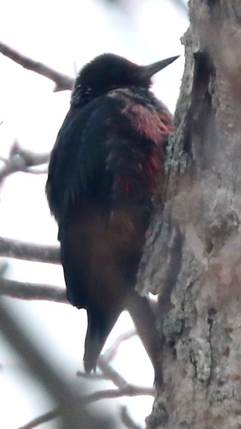 Lewis's Woodpecker - ML616239643