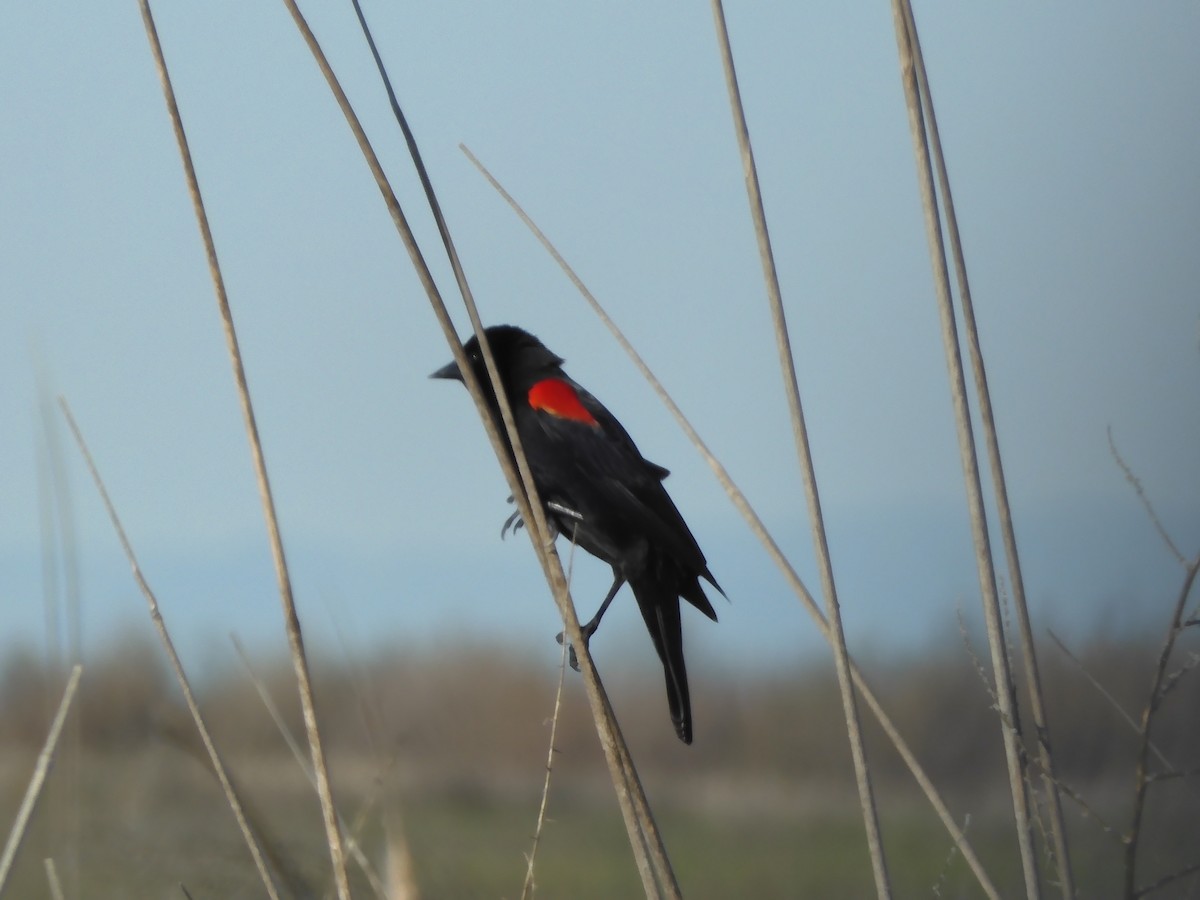 Red-winged Blackbird - ML616239660