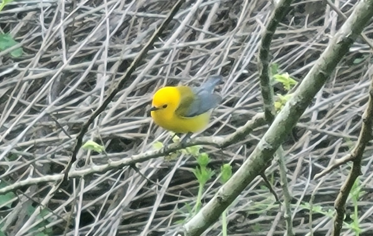 Prothonotary Warbler - Andy Boyce