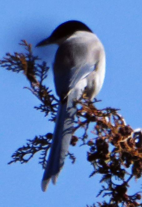 Azure-winged Magpie (Japanese) - Don Sterba
