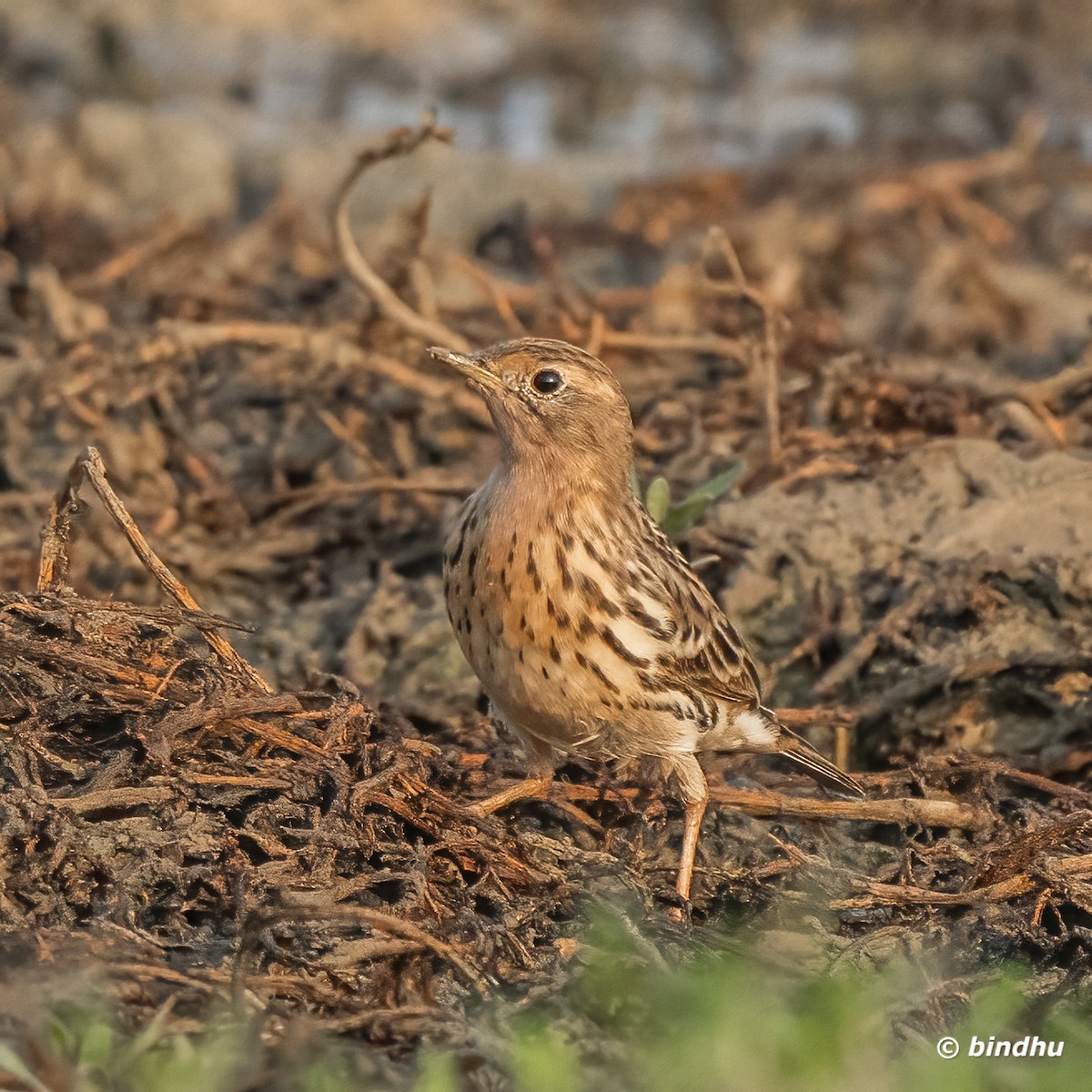 Red-throated Pipit - ML616239880