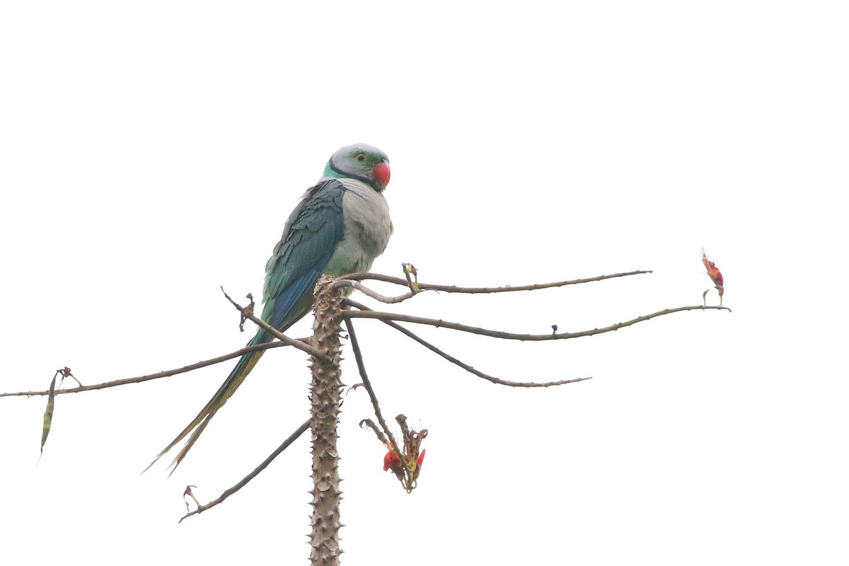Malabar Yeşil Papağanı - ML616239937