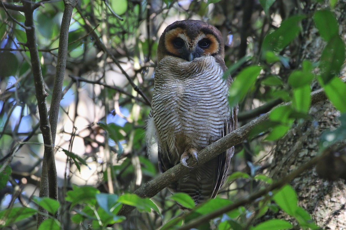 Brown Wood-Owl - ML616239976