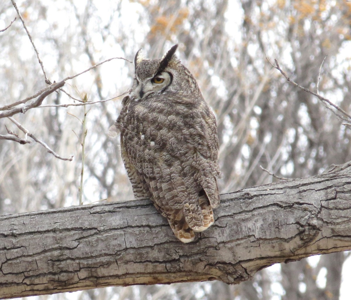Great Horned Owl - ML616239988