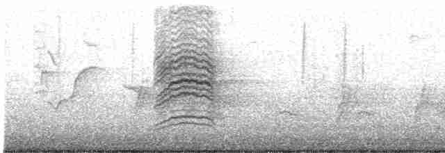 Дрізд-короткодзьоб плямистоволий - ML616240024