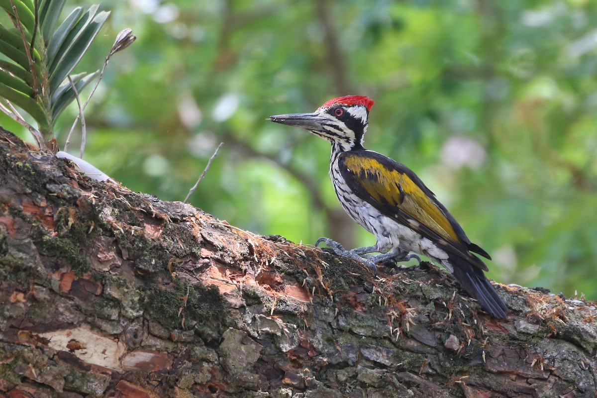 White-naped Woodpecker - ML616240056