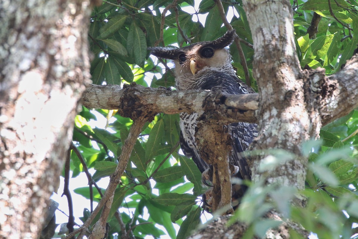 Spot-bellied Eagle-Owl - ML616240057