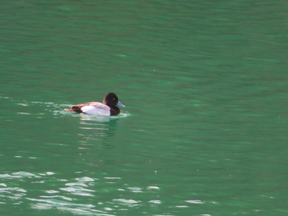 Greater Scaup - ML616240084