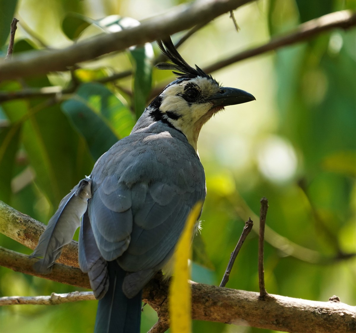 White-throated Magpie-Jay - ML616240185