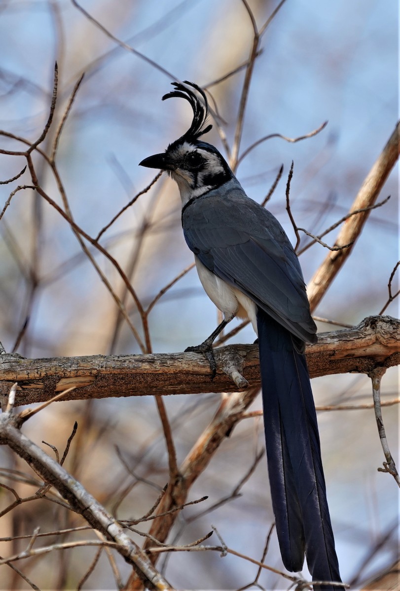 White-throated Magpie-Jay - ML616240204