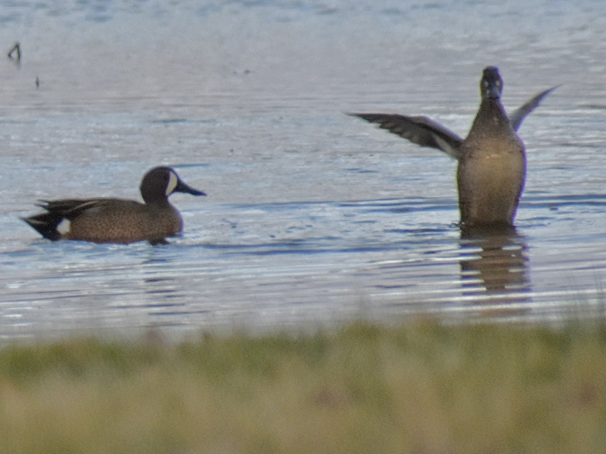 Blue-winged Teal - ML616240587