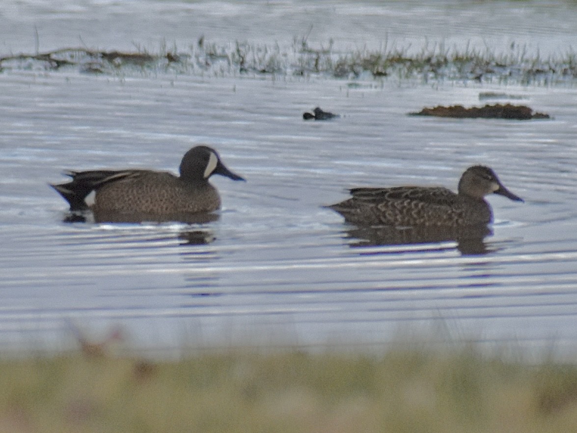 Blue-winged Teal - ML616240591